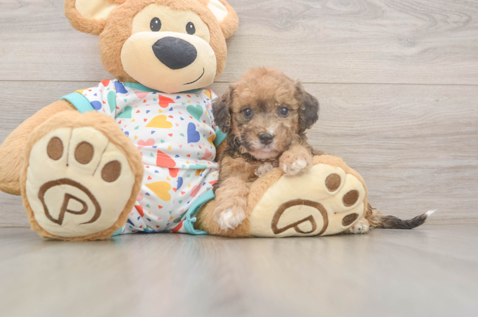 6 week old Poochon Puppy For Sale - Simply Southern Pups