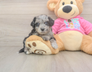 7 week old Poochon Puppy For Sale - Simply Southern Pups