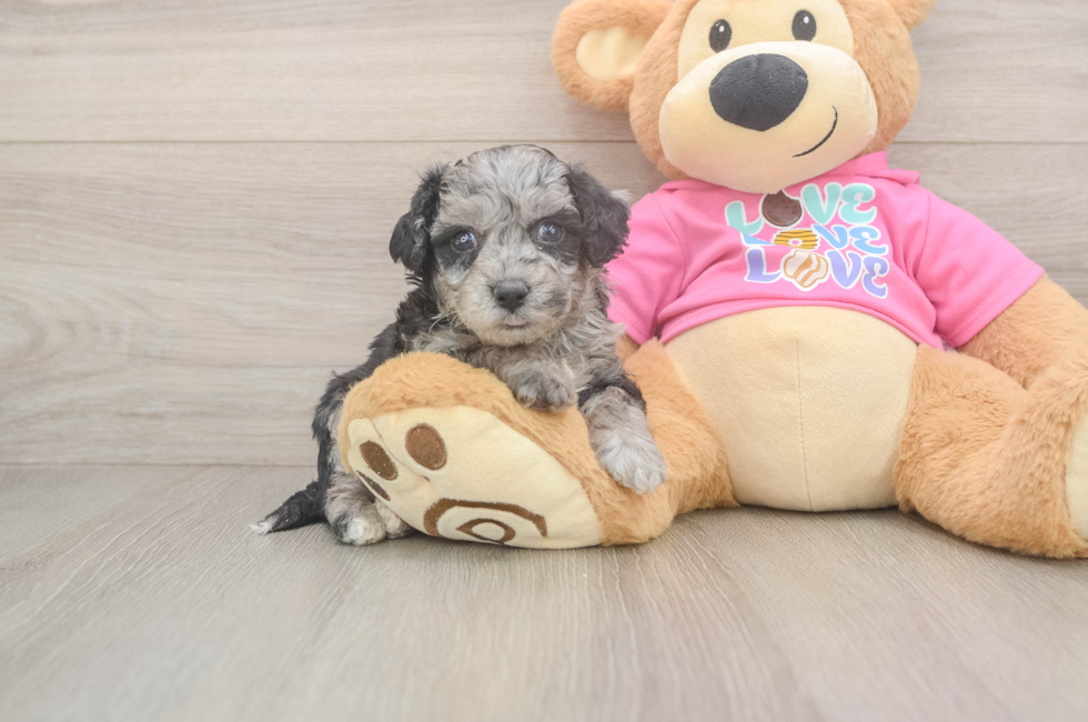 5 week old Poochon Puppy For Sale - Simply Southern Pups