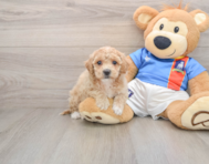 5 week old Poochon Puppy For Sale - Simply Southern Pups