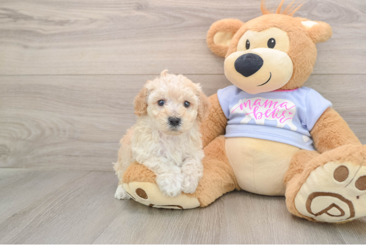 Poochon Puppy for Adoption