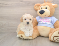 5 week old Poochon Puppy For Sale - Simply Southern Pups