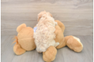 Playful Bichpoo Poodle Mix Puppy
