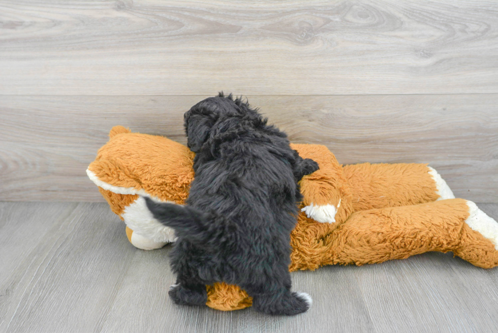 Fluffy Poochon Poodle Mix Pup