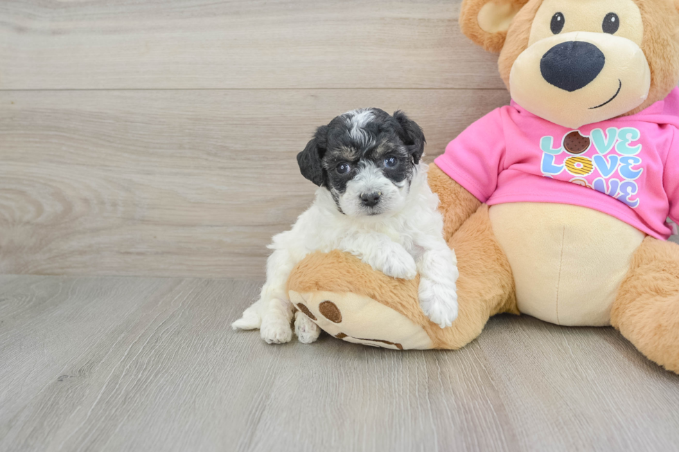 Playful Bichpoo Poodle Mix Puppy