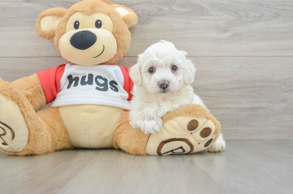 6 week old Poochon Puppy For Sale - Simply Southern Pups