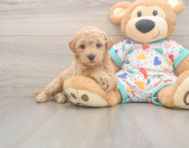 7 week old Poochon Puppy For Sale - Simply Southern Pups