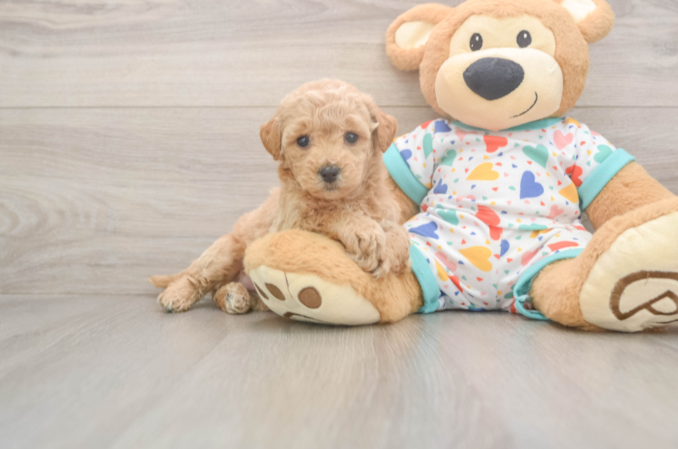 6 week old Poochon Puppy For Sale - Simply Southern Pups