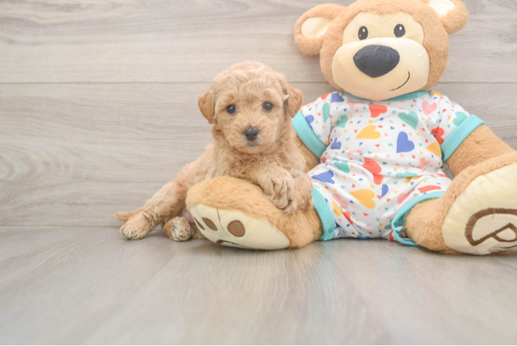 Meet Lenora - our Poochon Puppy Photo  1/3 - Simply Southern Pups Poochon Pup Being Cute