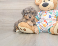 7 week old Poochon Puppy For Sale - Simply Southern Pups