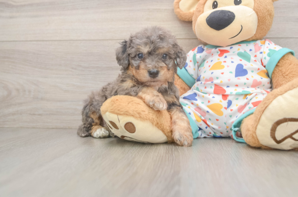 6 week old Poochon Puppy For Sale - Simply Southern Pups