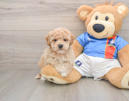 5 week old Poochon Puppy For Sale - Simply Southern Pups