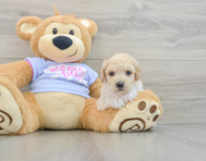 5 week old Poochon Puppy For Sale - Simply Southern Pups