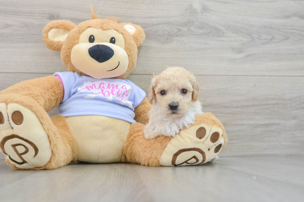 5 week old Poochon Puppy For Sale - Simply Southern Pups