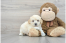 Poochon Pup Being Cute