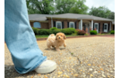 Cute Bichpoo Poodle Mix Puppy