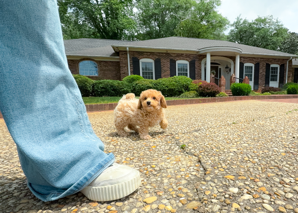 Cute Bichpoo Poodle Mix Puppy