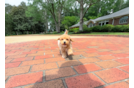 Best Poochon Baby