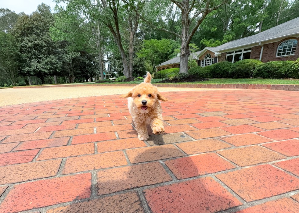Best Poochon Baby
