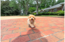 Poochon Pup Being Cute