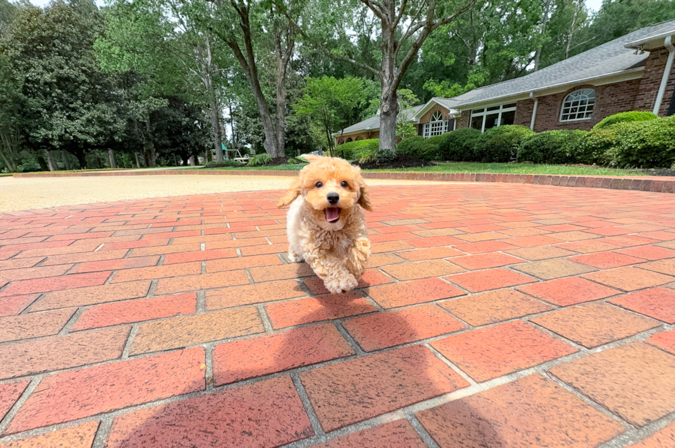 12 week old Poochon Puppy For Sale - Simply Southern Pups
