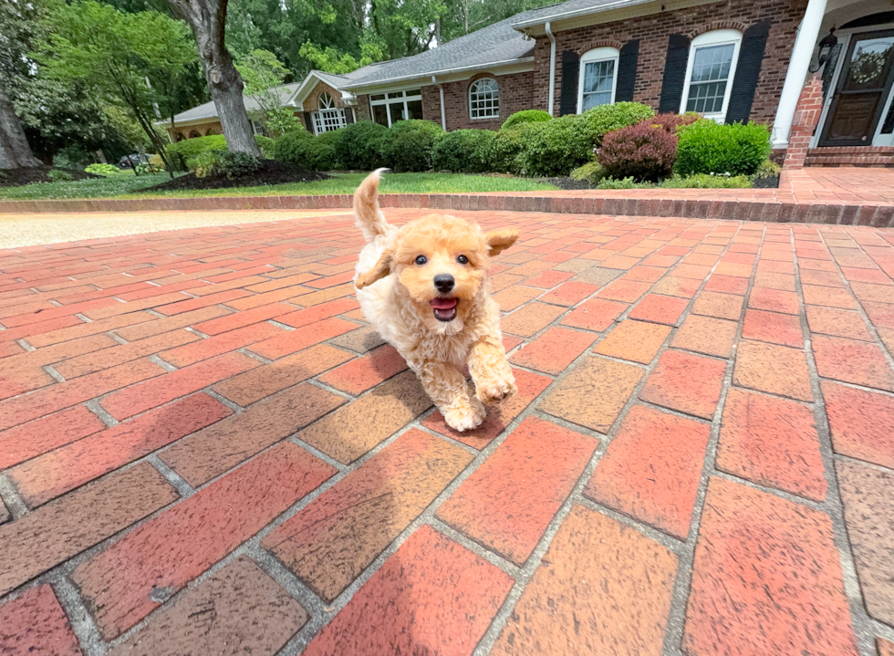 Best Poochon Baby