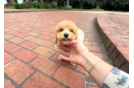 Cute Bichpoo Poodle Mix Puppy