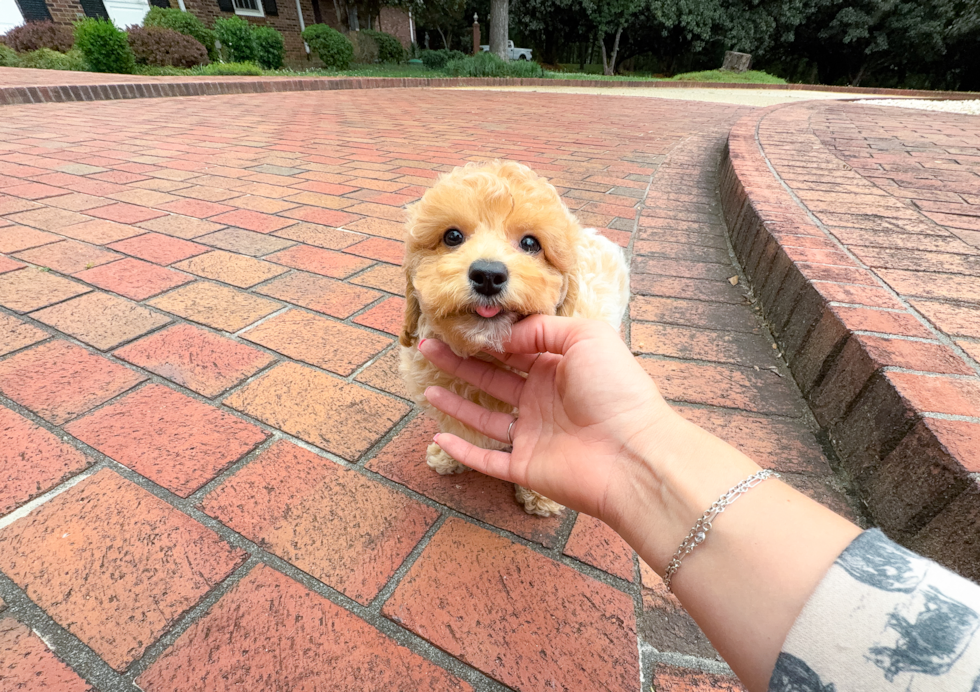 Cute Bichpoo Poodle Mix Puppy