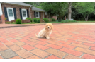 Cute Poochon Baby