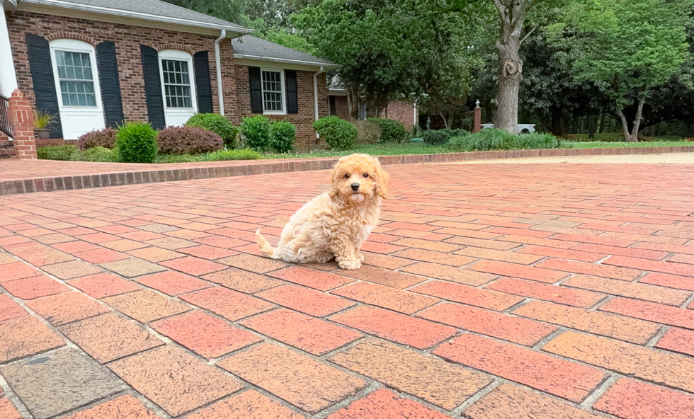 Cute Poochon Baby