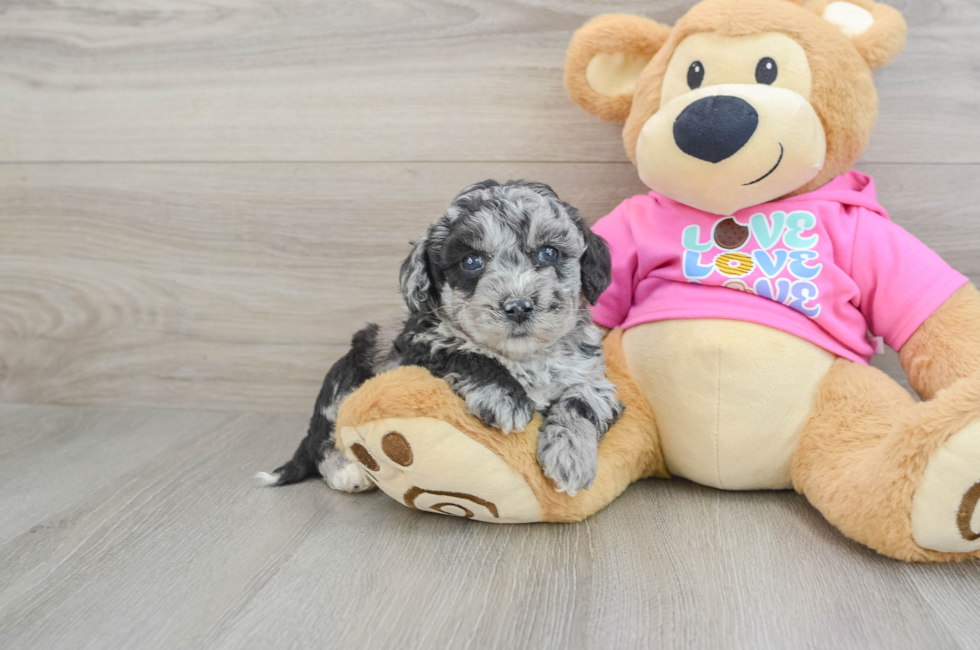 5 week old Poochon Puppy For Sale - Simply Southern Pups