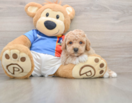 5 week old Poochon Puppy For Sale - Simply Southern Pups