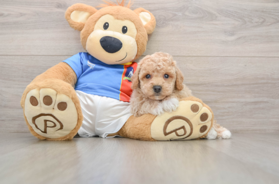 Poochon Puppy for Adoption