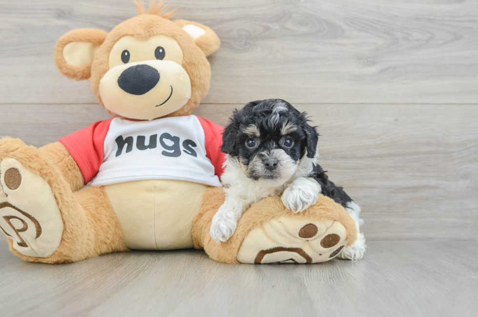 6 week old Poochon Puppy For Sale - Simply Southern Pups