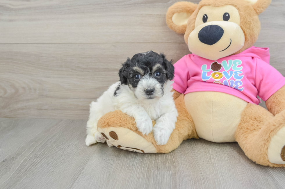 5 week old Poochon Puppy For Sale - Simply Southern Pups