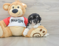 8 week old Poochon Puppy For Sale - Simply Southern Pups