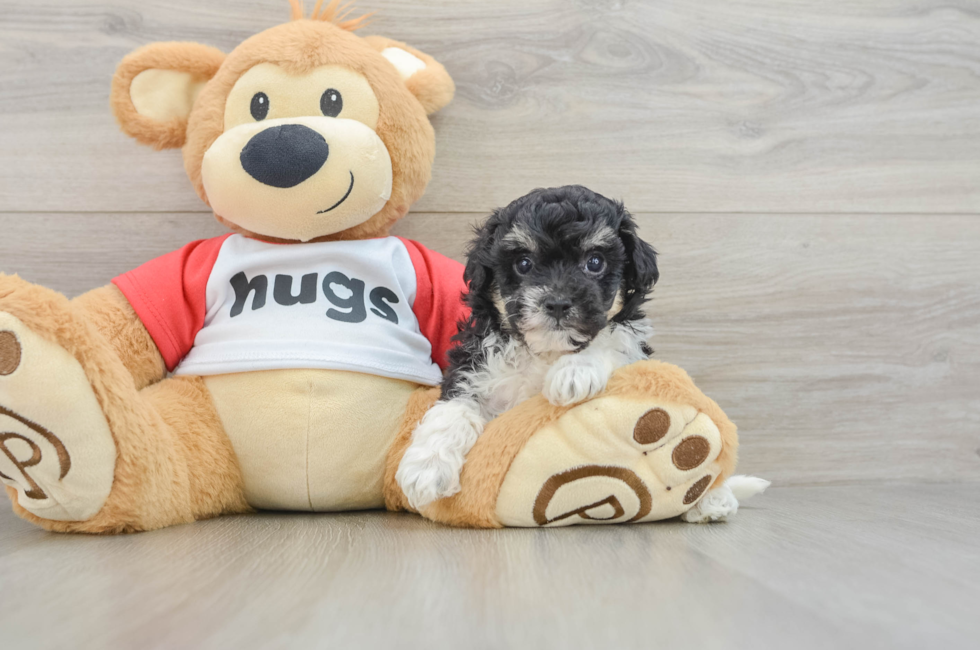 6 week old Poochon Puppy For Sale - Simply Southern Pups