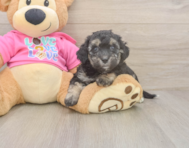 7 week old Poochon Puppy For Sale - Simply Southern Pups