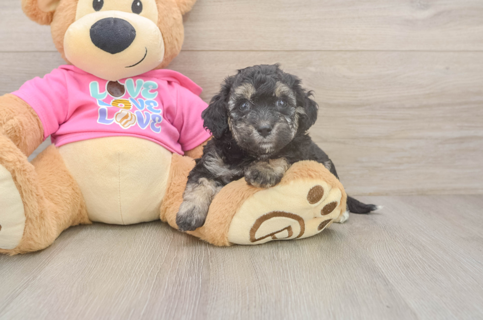 5 week old Poochon Puppy For Sale - Simply Southern Pups