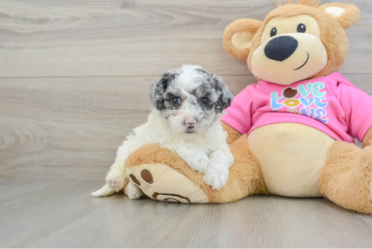 Playful Bichpoo Poodle Mix Puppy