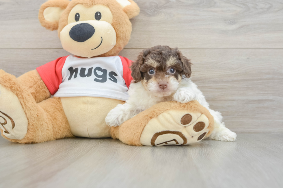 6 week old Poochon Puppy For Sale - Simply Southern Pups