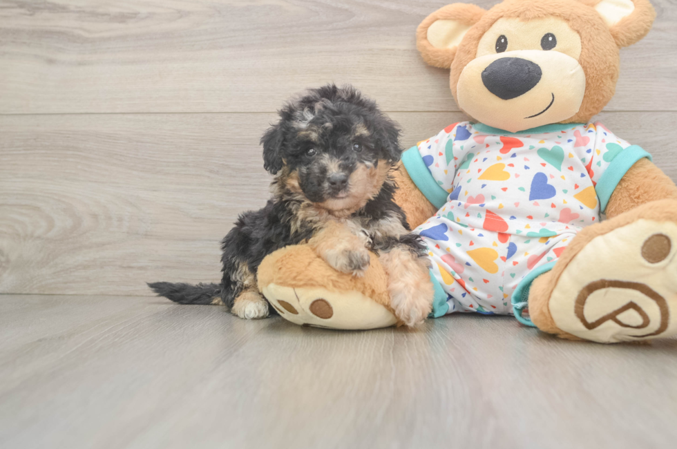 6 week old Poochon Puppy For Sale - Simply Southern Pups