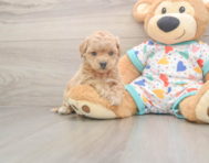 8 week old Poochon Puppy For Sale - Simply Southern Pups