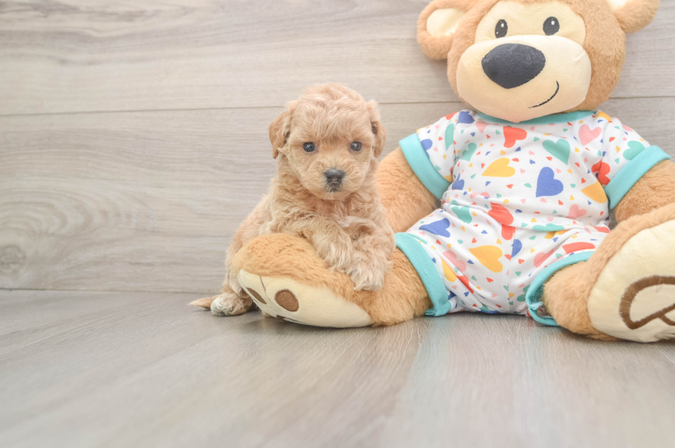 6 week old Poochon Puppy For Sale - Simply Southern Pups