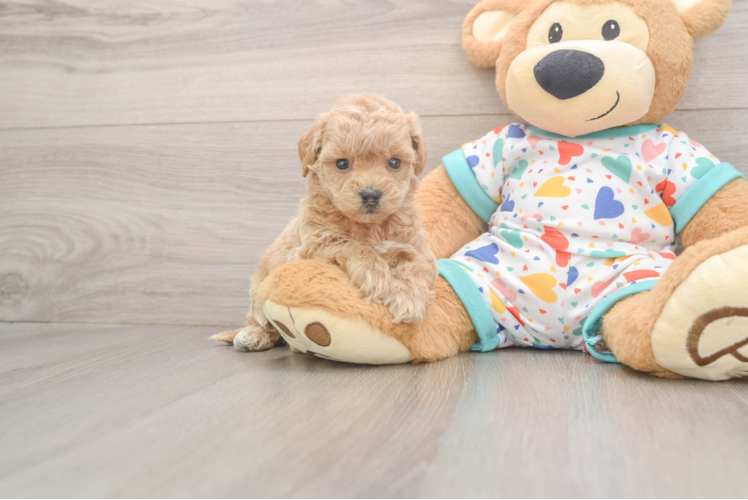 Meet Lola - our Poochon Puppy Photo  1/2 - Simply Southern Pups Sweet Poochon Baby