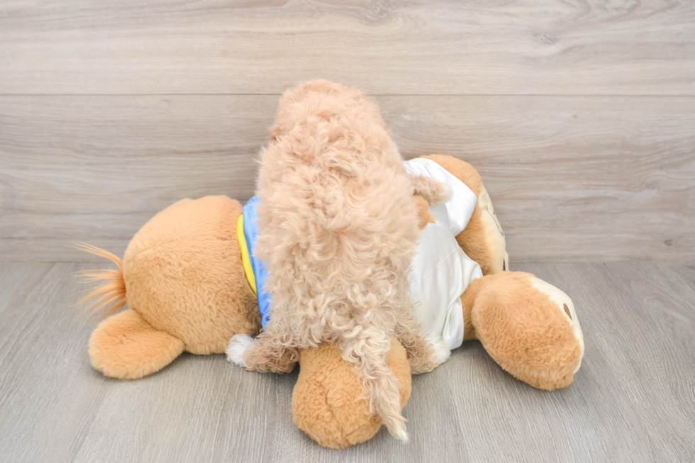 Energetic Bichpoo Poodle Mix Puppy