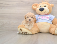 5 week old Poochon Puppy For Sale - Simply Southern Pups