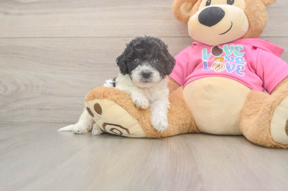 5 week old Poochon Puppy For Sale - Simply Southern Pups