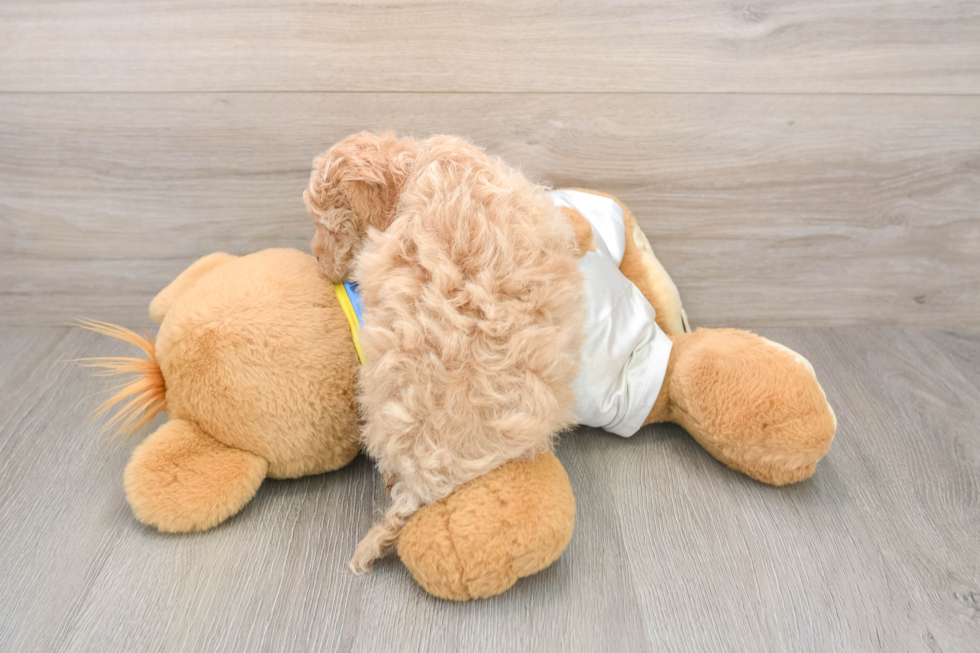 Friendly Poochon Baby