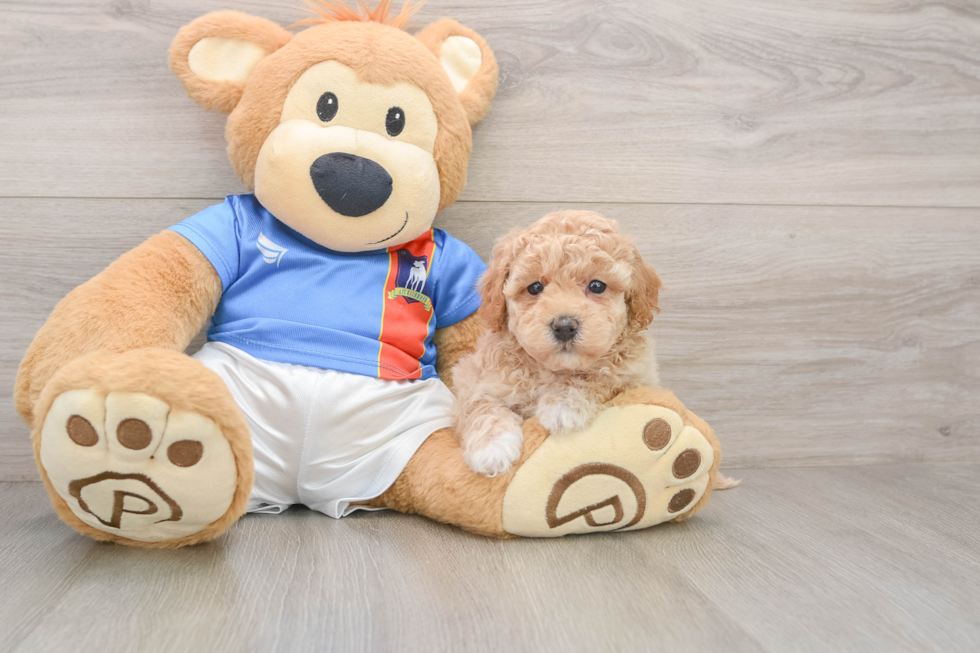 Little Bichpoo Poodle Mix Puppy